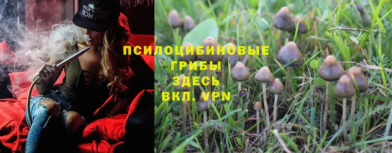 Галлюциногенные грибы Magic Shrooms  купить наркотики сайты  Емва 